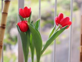 花卉养殖与修剪艺术——广东国际花卉产业园项目探秘广州国际花卉